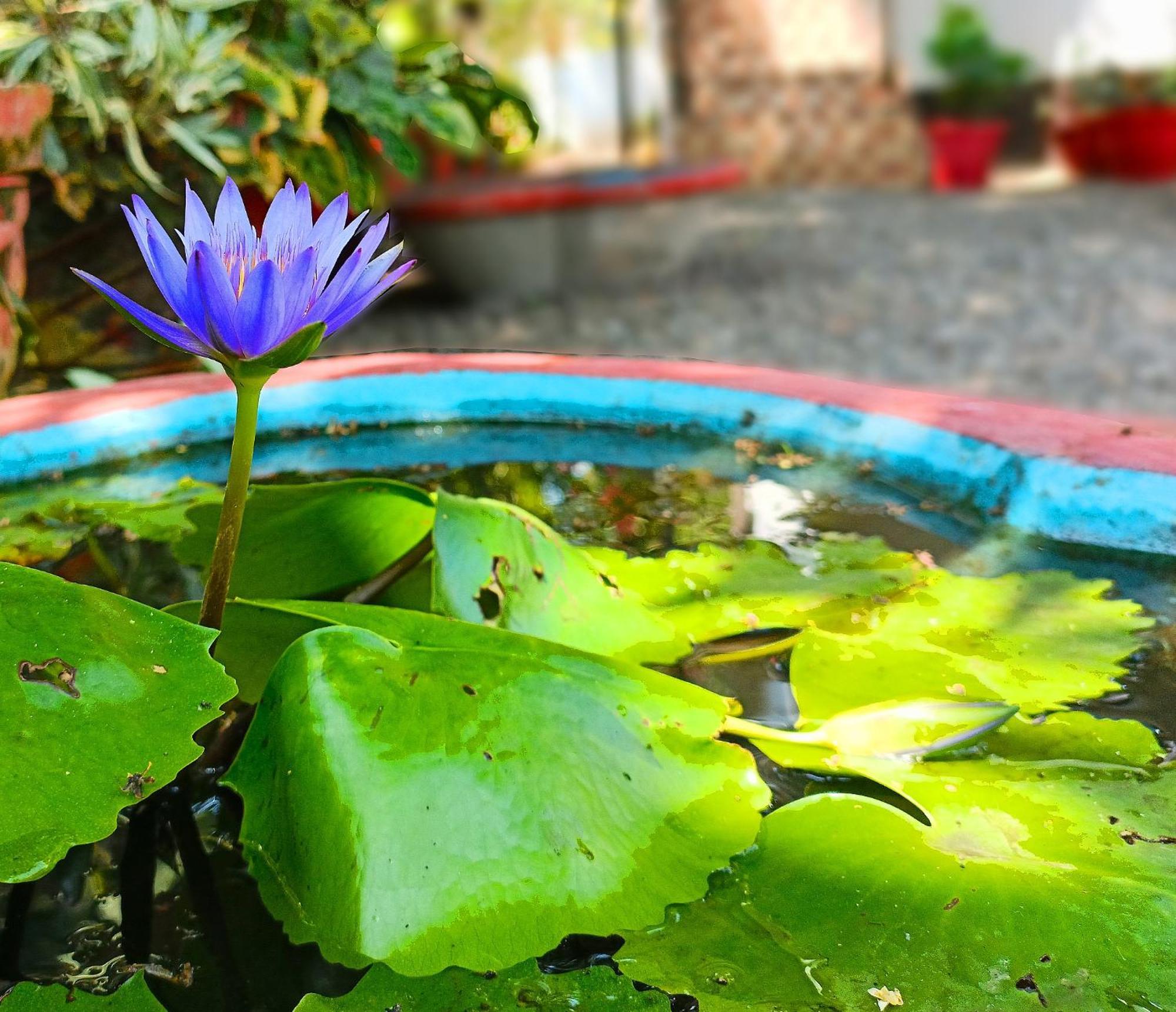 Alma Homestay Mararikulam Exteriér fotografie